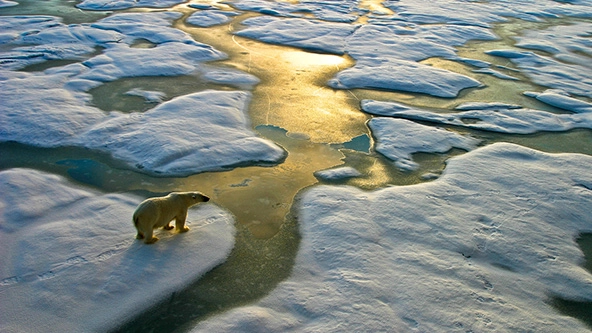 polar bear on melting ice