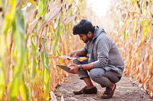 Farmer holding a tablet and squatting down to examine a leaf of corn.