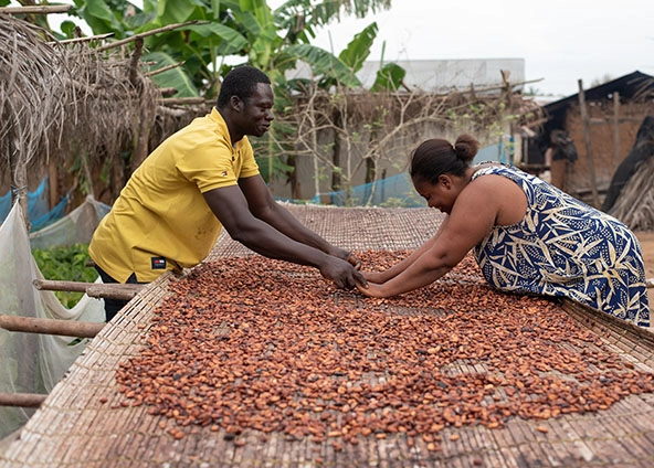 Two people drying cocoa beans on a table outdoors in Ghana