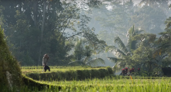 Subak farm in Bali, Indonesia