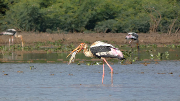 A painted stork catching a fish
