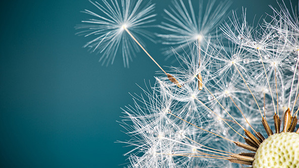 Close-up of dandelion seeds on blue natural background
