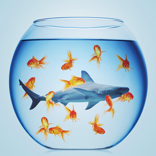 A fishbowl with several tiny goldfish and a shark