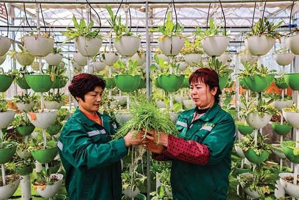 Two gardeners examining a plant