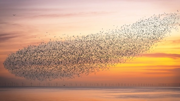 Flock of birds in sunset-lit sky