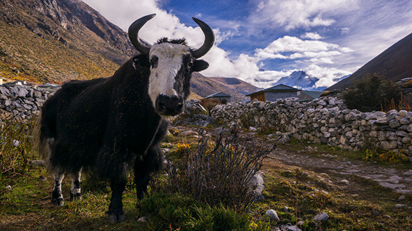 A yak facing the camera, standing on a mountainside