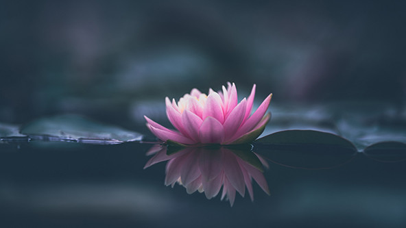 Pink lotus flower on water