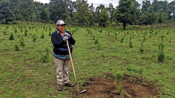 A woman standing in a field of pine saplings and leaning on a hoe. 