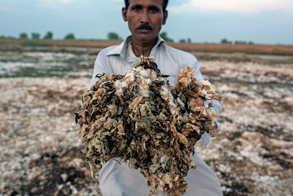 Worker in a cotton field holds cotton bales damaged from summer floods