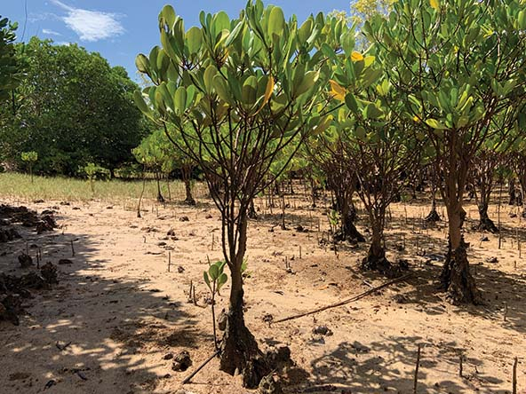 mangrove saplings in dry ground