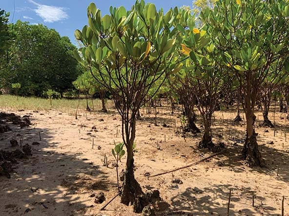 mangrove saplings in dry ground