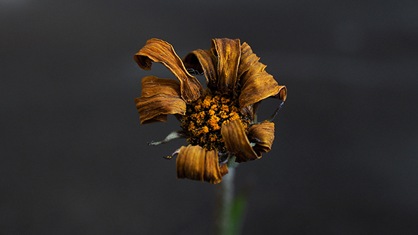  dried yellow flower